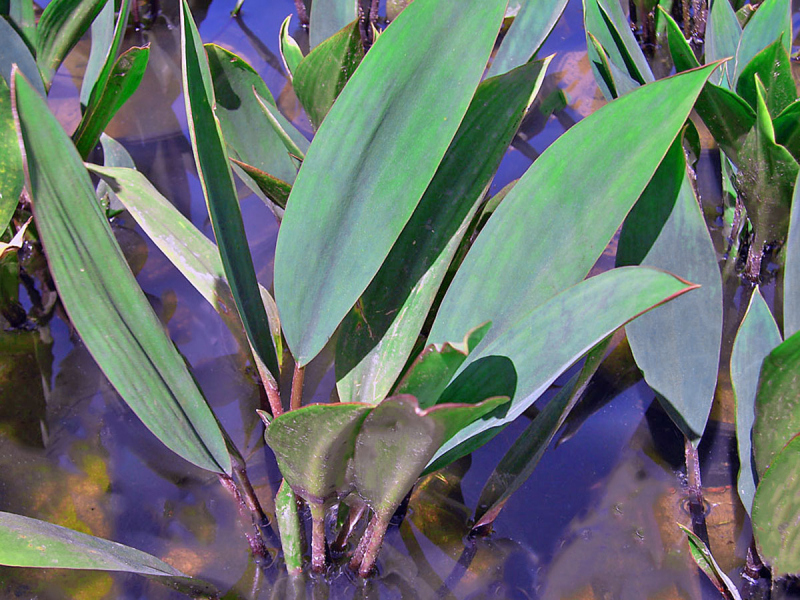 Goldkeule - Orontium aquaticum